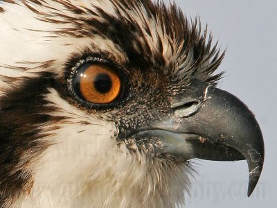_MG_5341crop2 Osprey.jpg