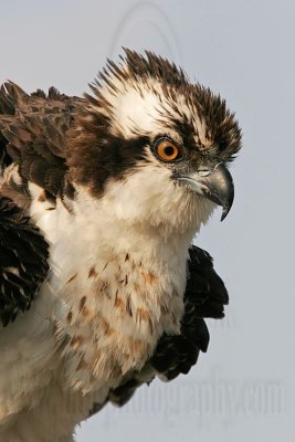_MG_5350 Osprey.jpg