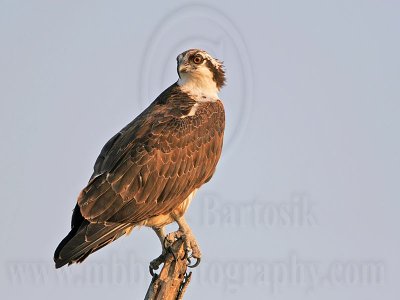 Osprey - Perching