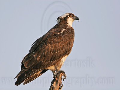 _MG_5848 Osprey.jpg