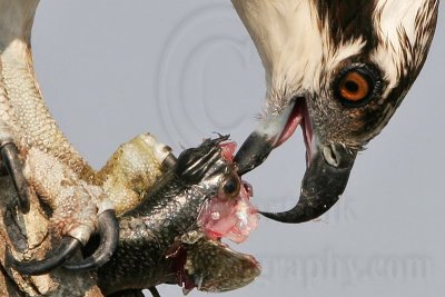 _MG_0006crop Osprey.jpg