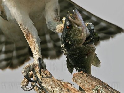 _MG_9600 Osprey.jpg