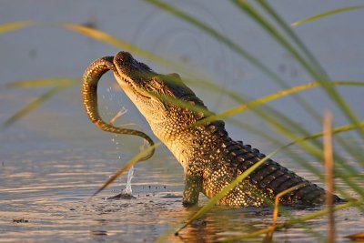 _MG_4344 American Alligator.jpg