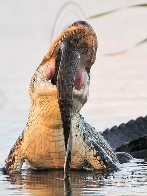  American Alligator - Mississippi Green Water Snake