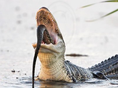 _MG_4580 American Alligator.jpg