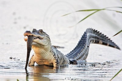 _MG_4589 American Alligator.jpg