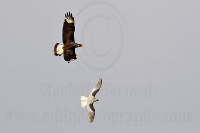 _MG_2018 Crested Caracara & White-tailed Kite.jpg