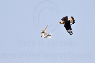 _MG_2028 Crested Caracara & White-tailed Kite.jpg