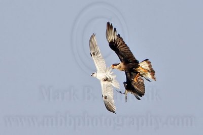 _MG_2029 Crested Caracara & White-tailed Kite.jpg