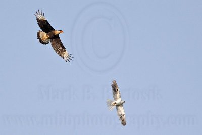 _MG_2047 Crested Caracara & White-tailed Kite.jpg