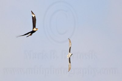 _MG_2076 Crested Caracara & White-tailed Kite.jpg