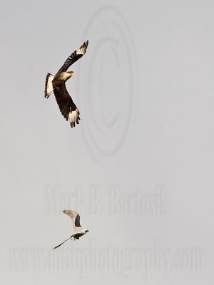 _MG_2086 Crested Caracara & White-tailed Kite.jpg