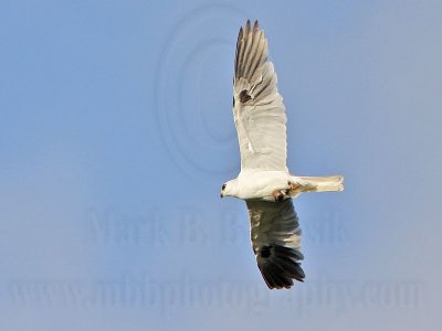 _MG_2121 Crested Caracara & White-tailed Kite.jpg