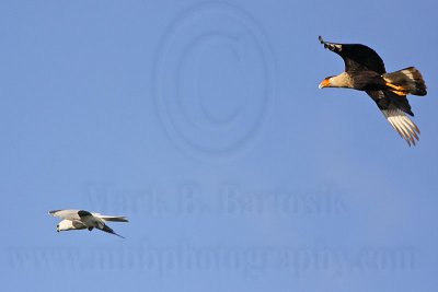 _MG_2124 Crested Caracara & White-tailed Kite.jpg