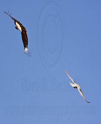 _MG_2159 Crested Caracara & White-tailed Kite.jpg