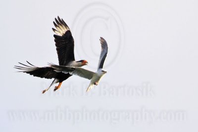 _MG_2167 Crested Caracara & White-tailed Kite.jpg