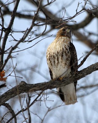 Redtail Hawk