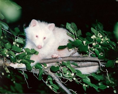 Albino Raccoon