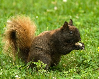 Is it black or brown?