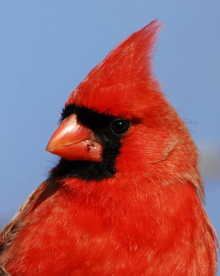 Cardinal-male