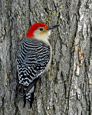 Redbellied  Woodpecker