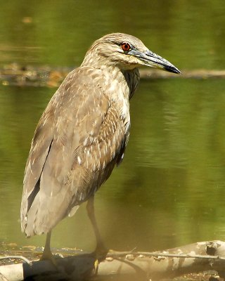 Young Black Crowned Night Heron