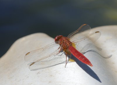 Libelula