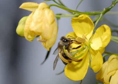 Apis Mellifera