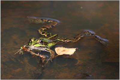 grenouille verte - green frog 1.JPG