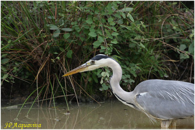 héron cendré - grey heron.jpg