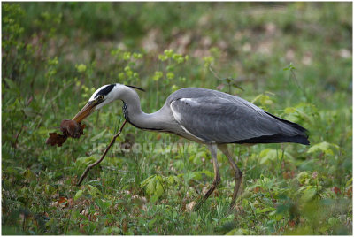 hron cendr - grey heron 2.JPG