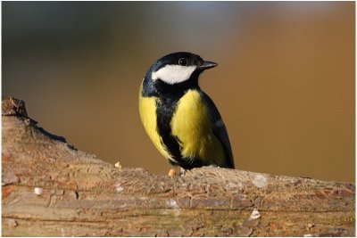 mesange charbonnire - great tit 3.JPG