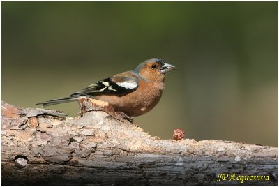 pinson des arbres - common chaffinch.jpg