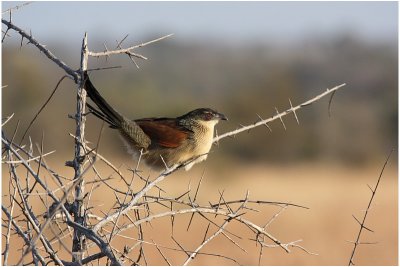 burchells - coucal2.jpg