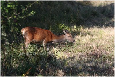 biche - red deer hind