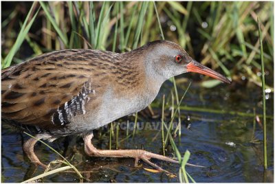 Rle d'eau - Water rail