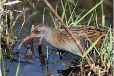 Rle d'eau - Water rail