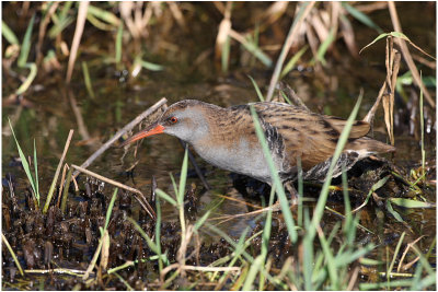 Rle d'eau - Water rail