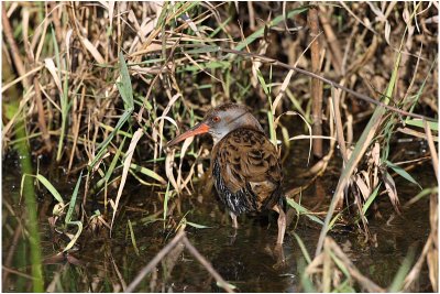 Rle d'eau - Water rail