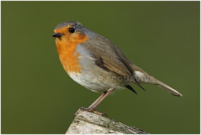 rouge gorge - european robin 