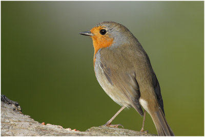 rouge gorge - european robin