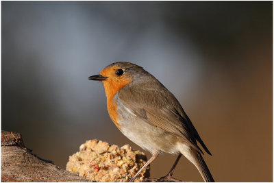 rouge gorge - european robin