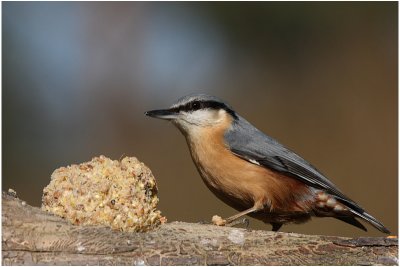 sittelle - wood nuthatch