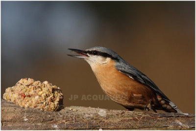 sittelle - wood nuthatch