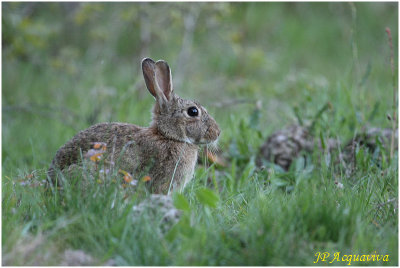lapin -  rabbit 1.jpg