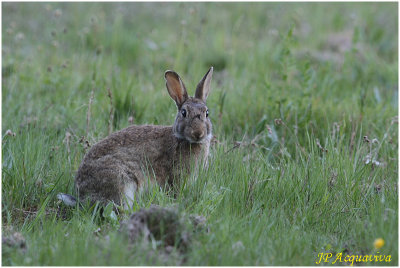 lapin -  rabbit 2.jpg