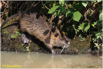 ragondin -  nutria 5.jpg