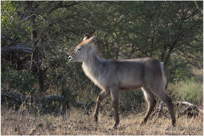 cobe a croissant -  waterbuck.jpg