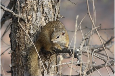 ecureuil  -  squirrel.jpg