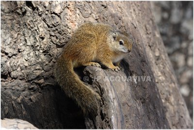 ecureuil -  squirrel 2.jpg